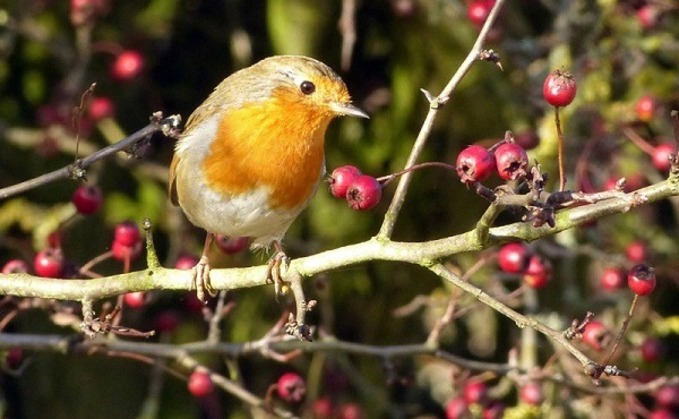 Peter Rabbit, precipitous polling, and the 'attack on nature'