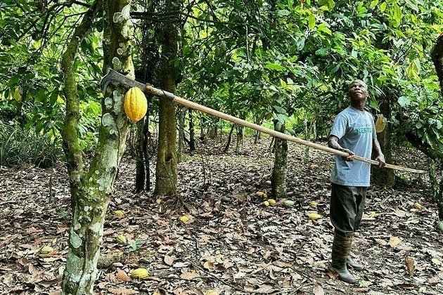 Major cocoa producer hikes purchase prices