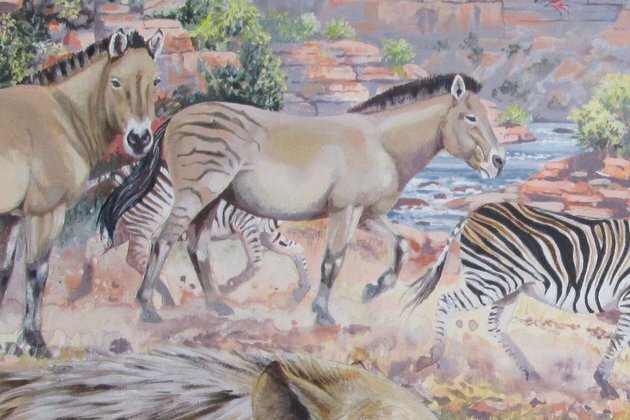 New discovery: fossilised giant zebra tracks found in South Africa