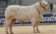 Pringle tops Charolais at 9,500gns