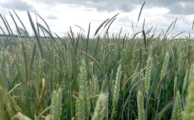 Crop It Like It's Hot: Expert tips to boost grass-weed control
