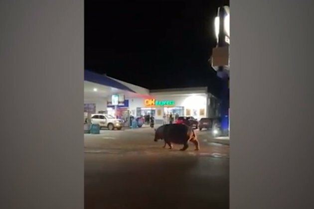 WATCH | Hippo does walkabout through Engen garage in St Lucia