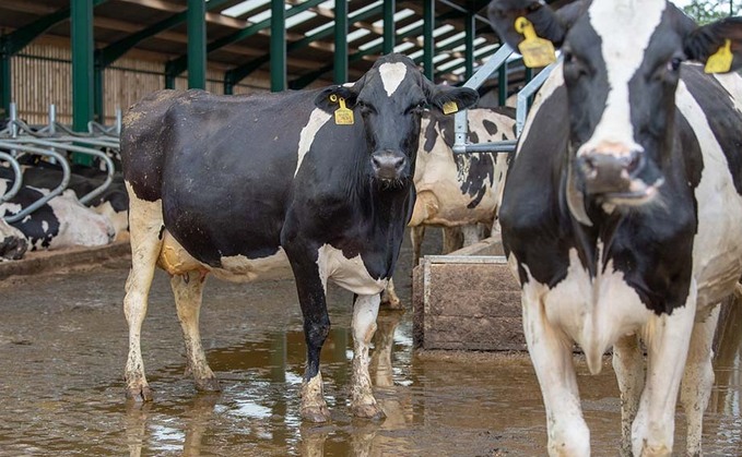 Dale Farm launches three-year fixed milk price