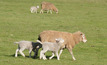 Lamb grazing project yields potential benefits
