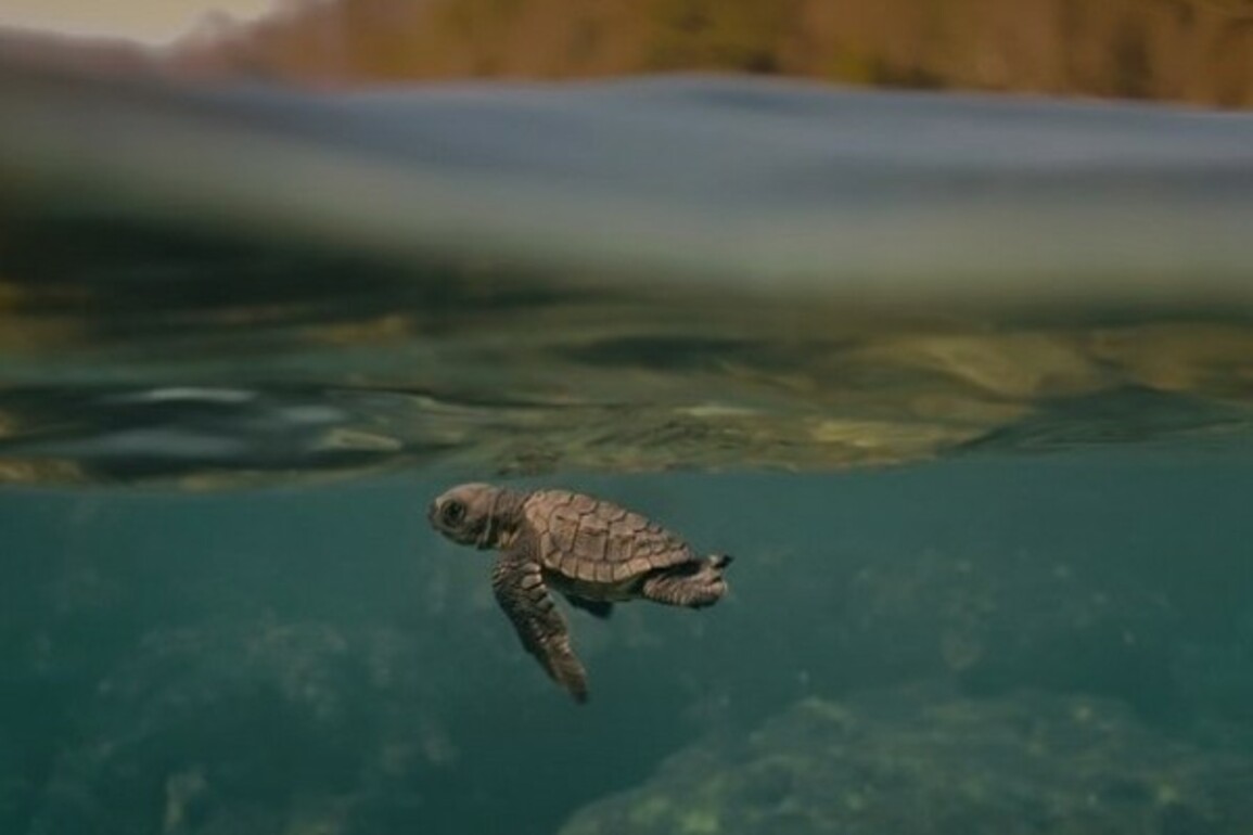 Award-winning Indian documentary 'Turtle Walker' to be screened at UNOC 2025
