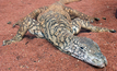 The perentie's habitat and skill at burrowing have inspired Ausdrill's new name. Photo: Wikipedia