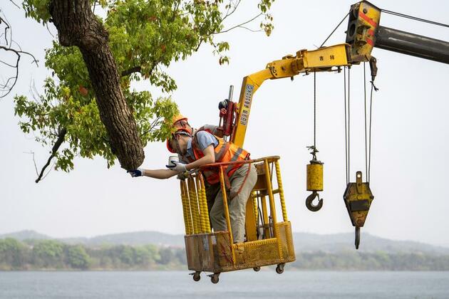300-year-old dying tree in China gets second chance at life