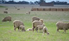 The industry-led plan will feed into The Future Flock strategy. 
