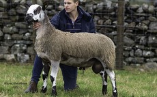 Bluefaced Leicester breed record of 65,000 set at Hawes