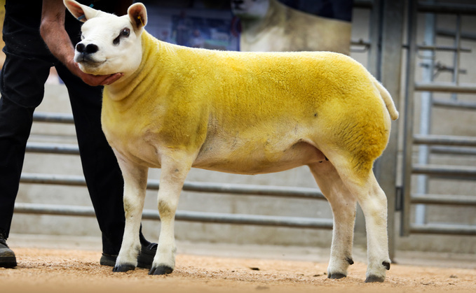 Stainton gimmer, 3,800gns