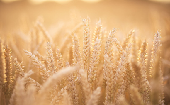 June wheat price sees significant slump