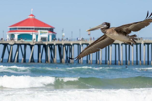 Poisoned pelicans fly again after deadly SoCal algal bloom