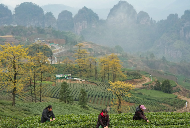 (ZhejiangPictorial)CHINA-ZHEJIANG-SPRING-TEA-HARVEST (CN)