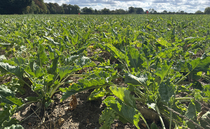 Tightrope for disease control in recovering beet crops