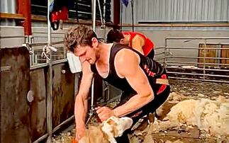 Welsh shearer attempts British Shearing Record