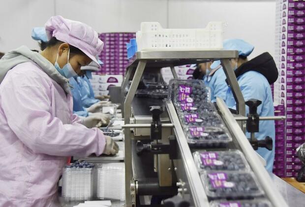 Booming blueberry industry elevates SW China's Yunnan to global supplier