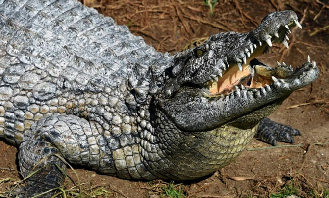 Zoo to close after crocodile is stoned to death Zoo to close after crocodile is stoned to death