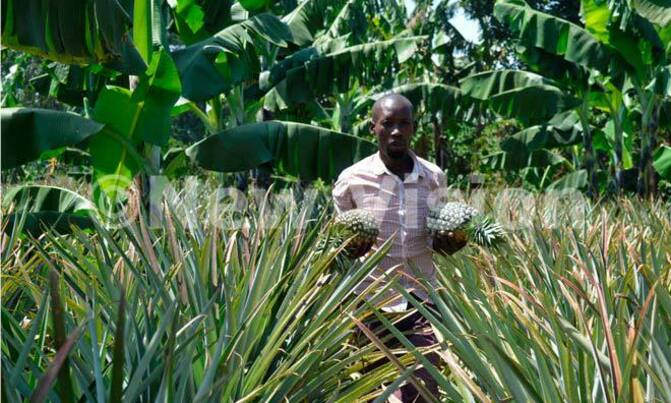 Serwadda: The bodaboda rider who landed in a pineapple gold mine Serwadda: The bodaboda rider who landed in a pineapple gold mine