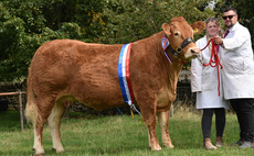 Heifers lead the way at Hope Show