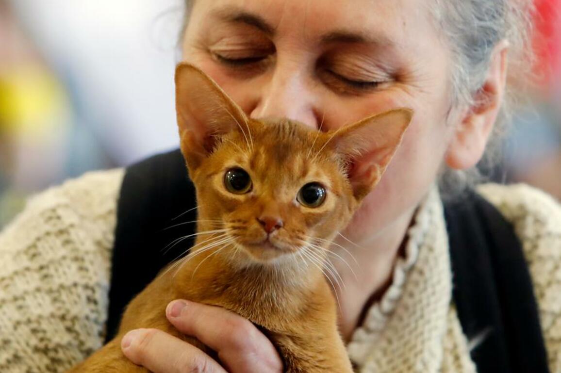 Romania's purr-fect pageant: feline beauties strut their whiskers