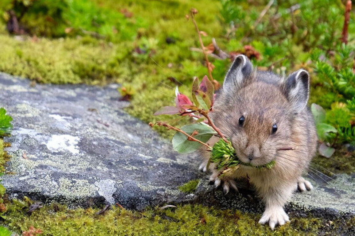 Oregon's 1.25% For Wildlife law turns tourism into conservation dollars