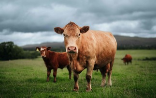 Royal Highland Show: Red meat sector calls on retailers to back Scotch over low welfare imports