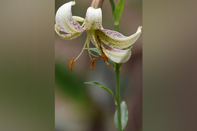 Uttarakhand forest department begins reintroduction of rare, endangered plant species to their old natural habitats