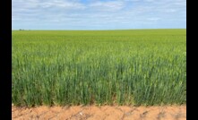  The latest GIWA crop forecast says WA should harvest more than 21 million tonnes of grain this season. Picture Mark Saunders.