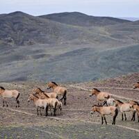 EcoChina | China's Przewalski's horse population tops 900, a third of global total
