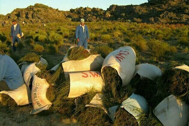 South Africa's small-scale rooibos tea growers aren't getting much from an industry deal - why it's not fair
