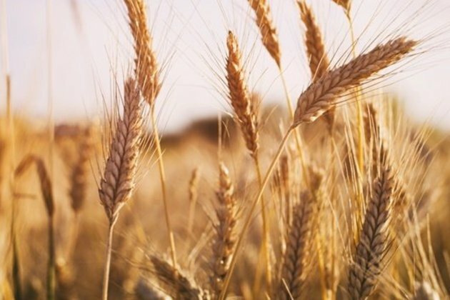 Africa will not be able to feed 10 billion people by 2050