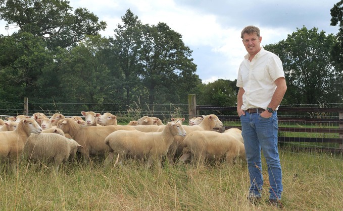 Dorset sheep play crucial role within an intensive vegetable rotation