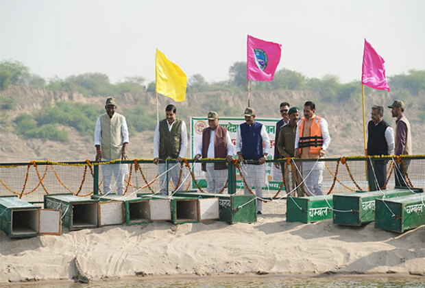 MP CM Mohan Yadav releases 10 crocodiles at National Chambal Gharial Sanctuary on Chambal river