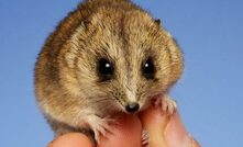  The endangered Sandhill Dunnart