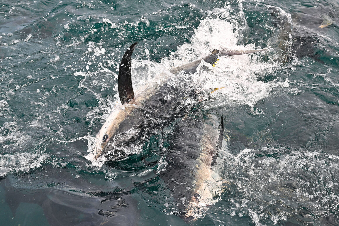 (HainanOutlook) CHINA-HAINAN-LINGSHUI-TUNA-MARINE FISHERY (CN)