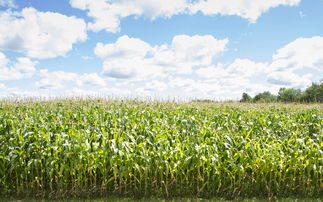 In your field: Emma Robinson - "Maize is a case of hold your nerve and  keep in contact with the contractor"