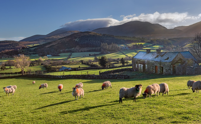 NI's Sustainable Agriculture Programme 'neglects' sheep farmers