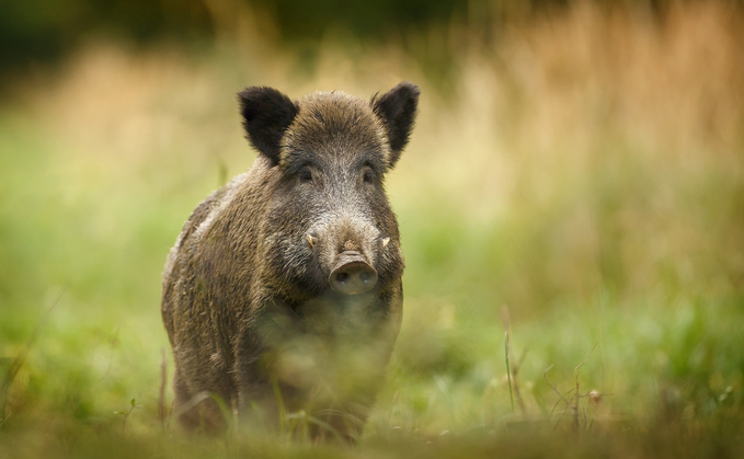 The spread of ASF among wild boar in Germany is cause for concern says APHA