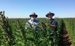 Testing quinoa's Aussie potential