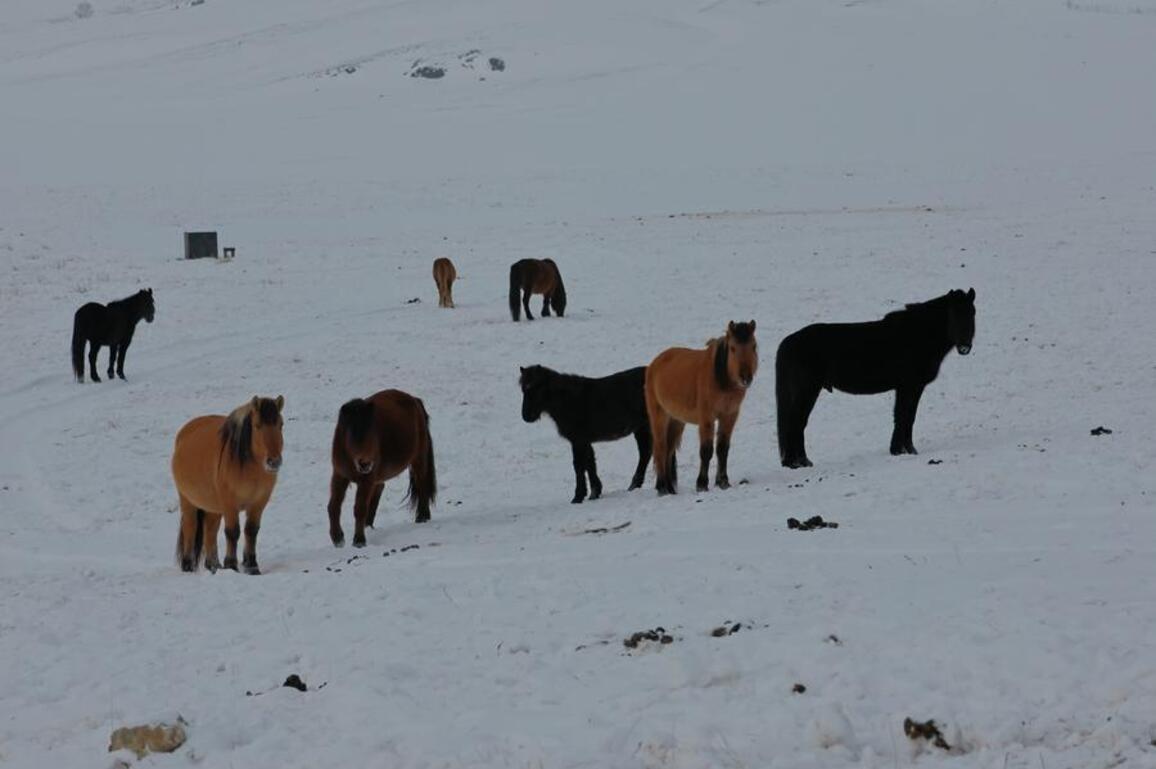 9 Mongolian provinces experience harsh wintry weather
