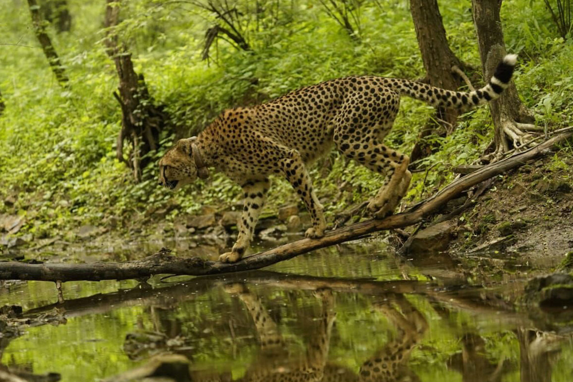 PM Modi extends wishes on International Cheetah Day; praises wildlife lovers, conservationists