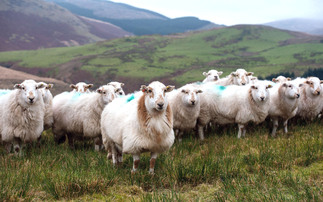 All-Wales bluetongue zone set to ease cross-border livestock trade with England  