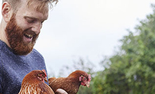 SAP offers insights for the poultry and livestock industry