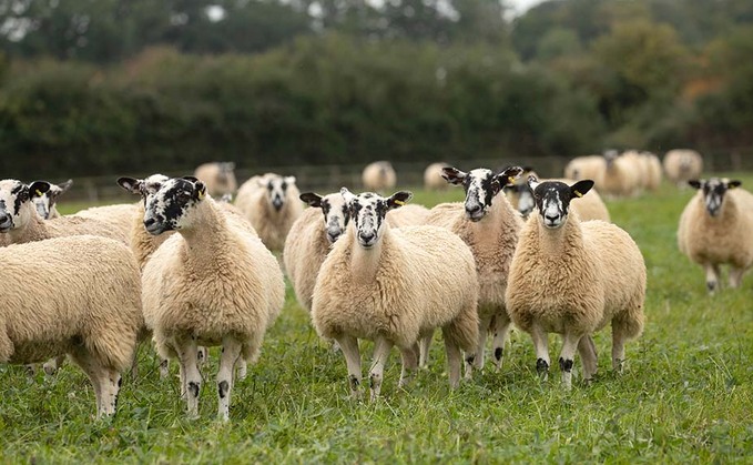 Current vaccine effectively controls footrot among flock