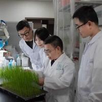 Chinese scientists crack rice disease' "Trojan horse" attack for greener crop protection