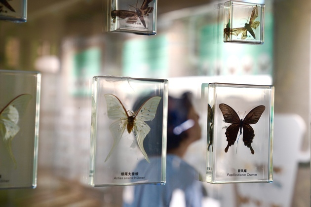 CHINA-GANSU-LONGNAN-INSECT MUSEUM (CN)