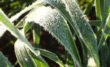 Even under best management conditions, CSIRO found frost remains a major constraint on wheat yield. 