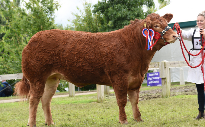 Inter-breed beef and Limousin champion, Maraiscote Tangerine, from Ian Nimmo and family, Wishaw. 