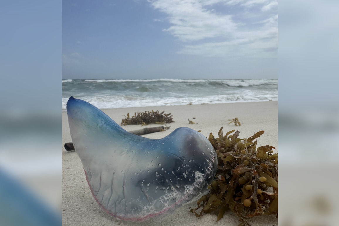 Alabama Gulf Shores beachgoers spot rare Portuguese 'Man o' War' washed ashore