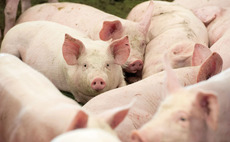 Global pig prices rebound